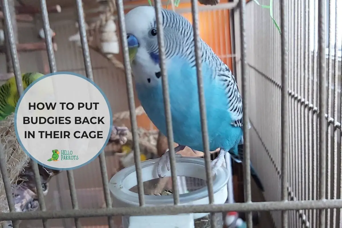 How to Put Budgies Back in Their Cage