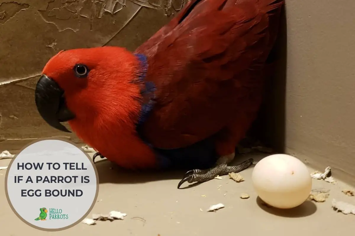 How to Tell If a Parrot is Egg Bound