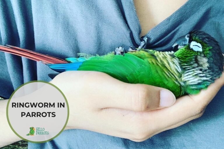 Ringworm in Parrots: Causes, Symptoms, and Treatment