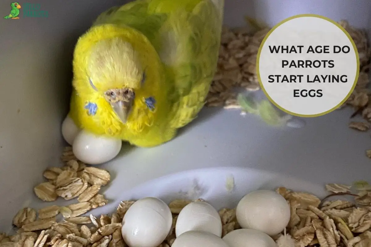 unlocking-the-mystery-what-age-do-parrots-start-laying-eggs