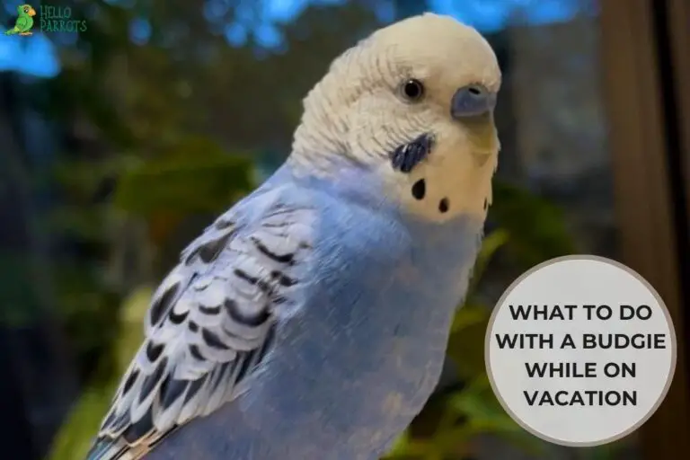 What to Do With a Budgie While on Vacation?