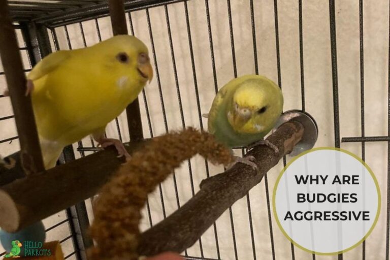 Why Are Budgies Aggressive? Unraveling The Mystery