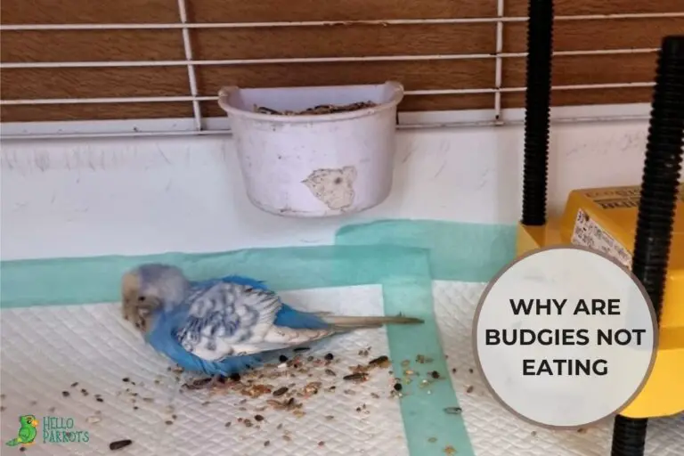 Why Are Budgies Not Eating? Top 8 Reasons Explained!