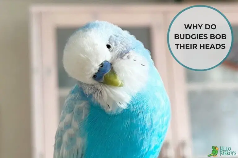 Why Do Budgies Bob Their Heads? Understanding the Reasons