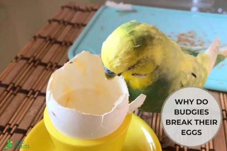 Why Do Budgies Break Their Eggs?