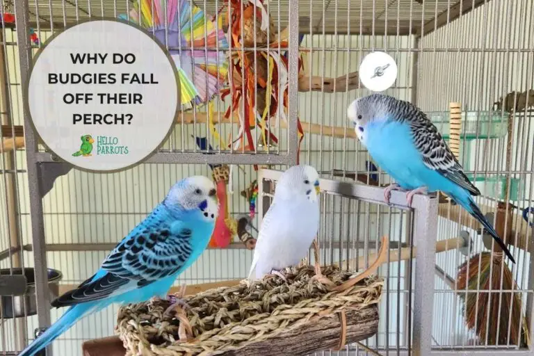 Why Do Budgies Fall off Their Perch