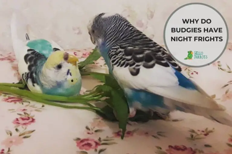 Why Do Budgies Have Night Frights?