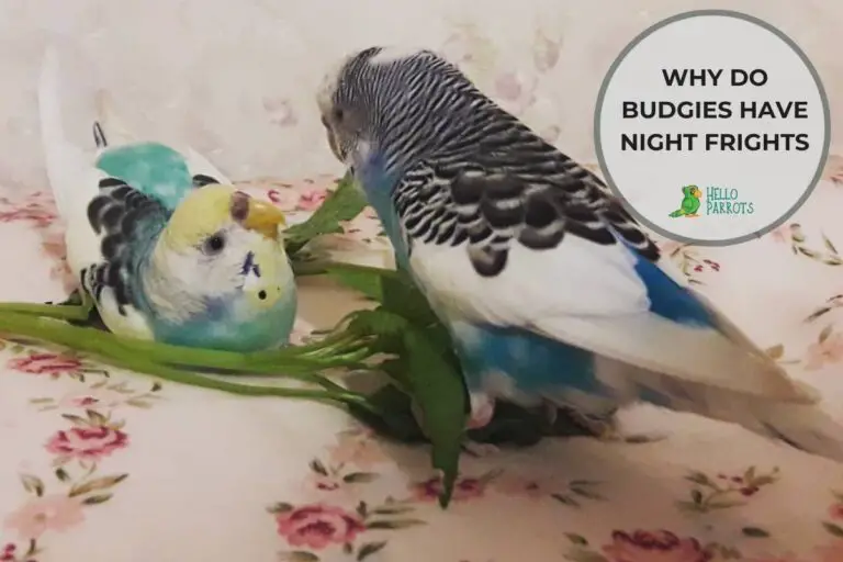 Why Do Budgies Have Night Frights