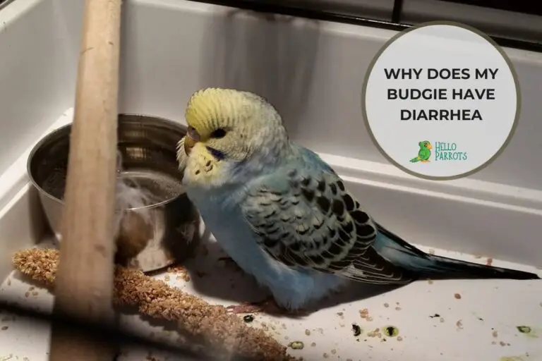 Why Does My Budgie Have Diarrhea?