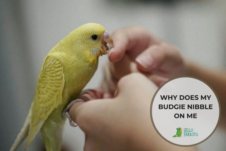 Why Does My Budgie Nibble On Me?