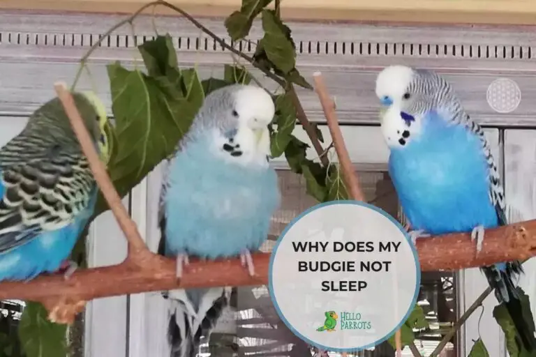 Solving The Mystery: Why Does My Budgie Not Sleep?