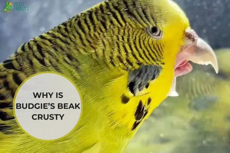 Why Is Budgie’s Beak Crusty? A Guide to Diagnosing and Treatment