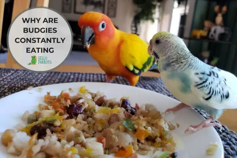 Why are Budgies Constantly Eating? Unpacking the Mystery